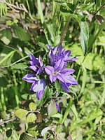 Campanule agglomeree - Campanula glomerata (ph. Mrugala F., Affoux, mai 2024)(2)